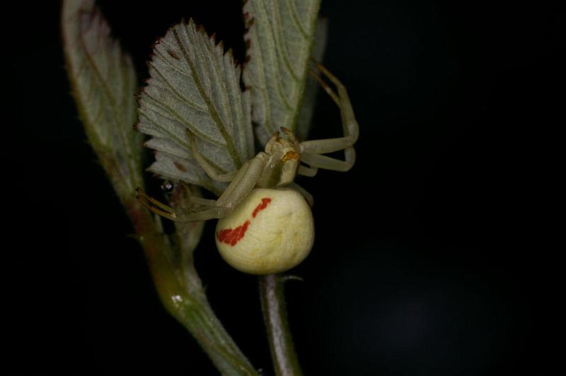 Misumena_vatia_D5203_Z_90_Les Gris_Frankrijk.jpg